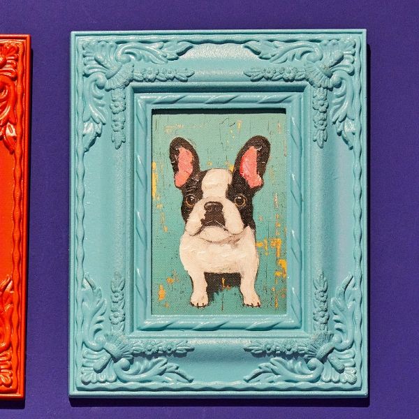 Hovedbilde Bilde av hund blå, Fransk Bulldog